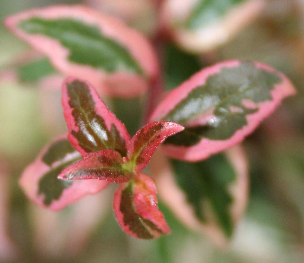 Mardi Gras Abelia