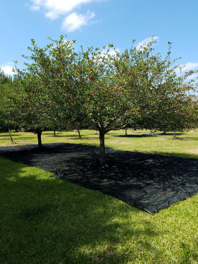 Mayhaw Trees- Small Native Fruit Tree Growing From Texas To Kentucky. Highly Prized For Making Fine Jellies, Preserves, and Syrups