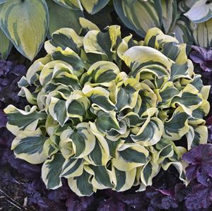 4.33 Inch Pot/10 Count Flat: Hosta 'Mini Skirt' PP26743. Miniature Hosta. A Sport of 'Mighty Mouse'