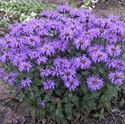 1 Gallon Pot: Monarda Sugar Buzz 'Blue Moon' Bee Balm Ppaf