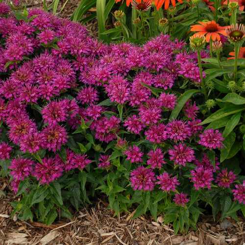 Monarda Didyma Pardon My Cerise Ppaf Bee Balm