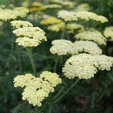 Quart Pot/10 Count Flat: Achillea 'Novaachdus' Moondust(Tm) PP25838 Yarrow