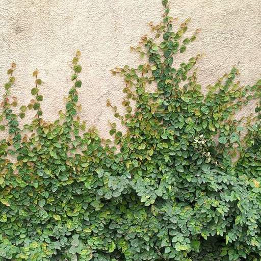 Ficus Pumila Creeping Fig