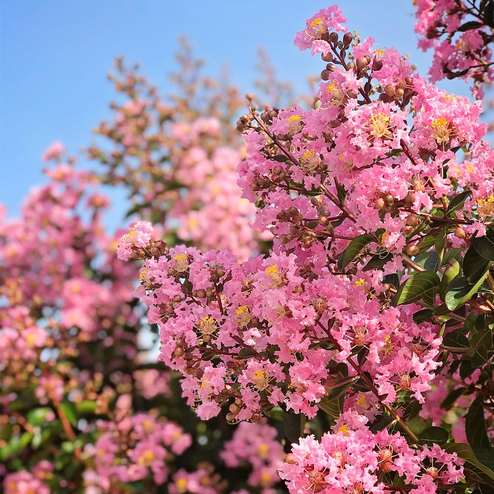 Sioux Crape Myrtle