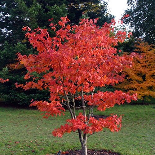 (3 Gallon) Osakazuki Japanese Maple