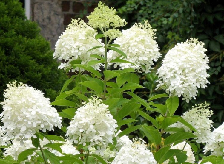 Hydrangea 'Grandiflora' Aka PG Hydrangea- Produces Beautiful White Blooms