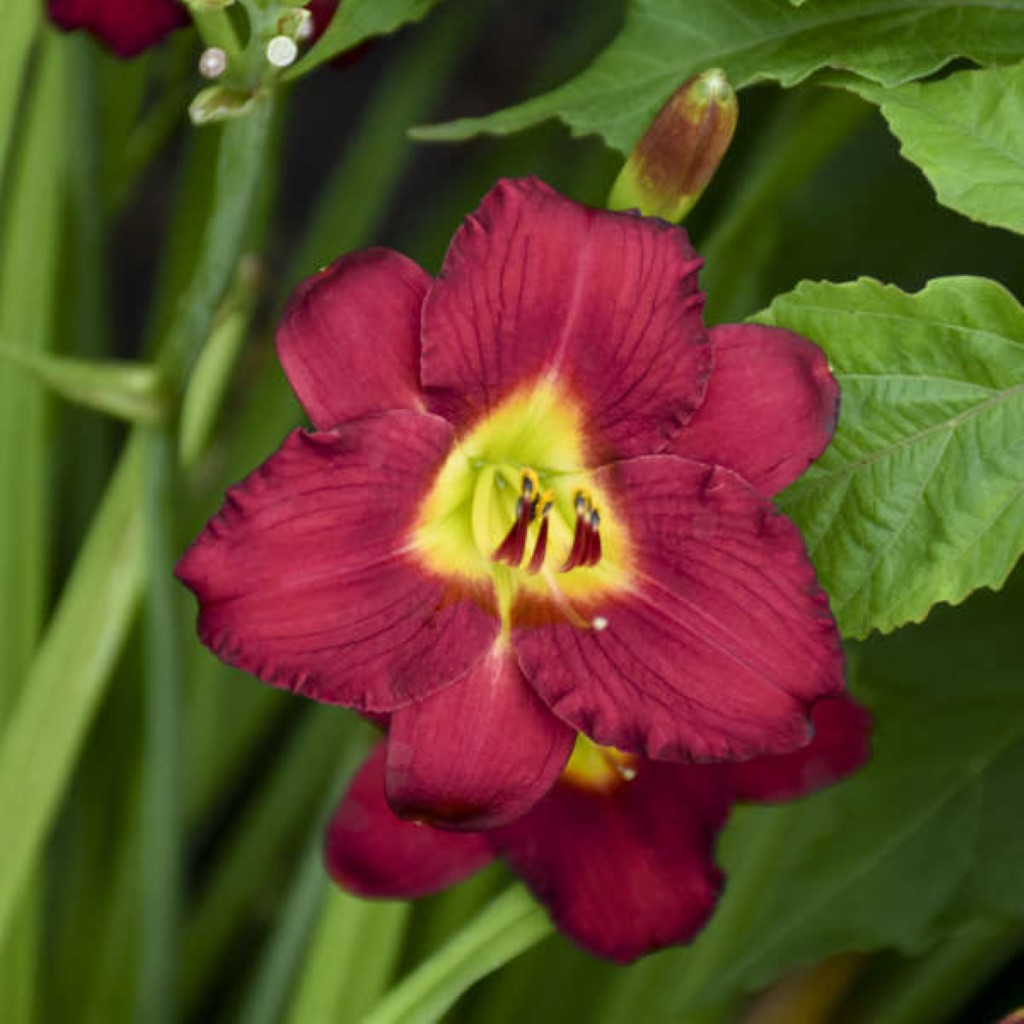 Hemerocallis 'Pardon Me'-Reblooming Daylily