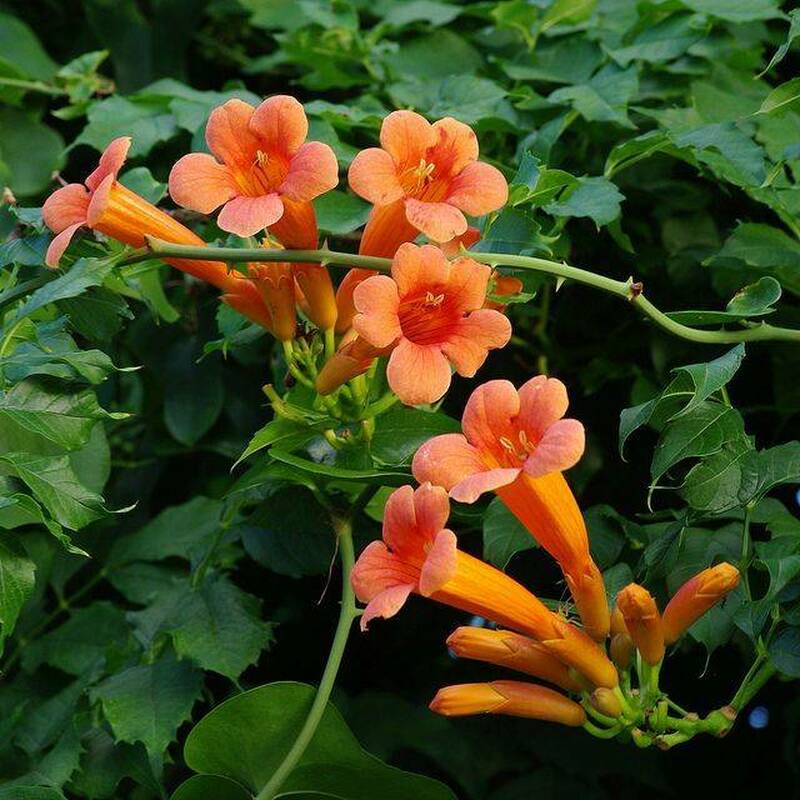 Campsis Radicans, Trumpet Creeper