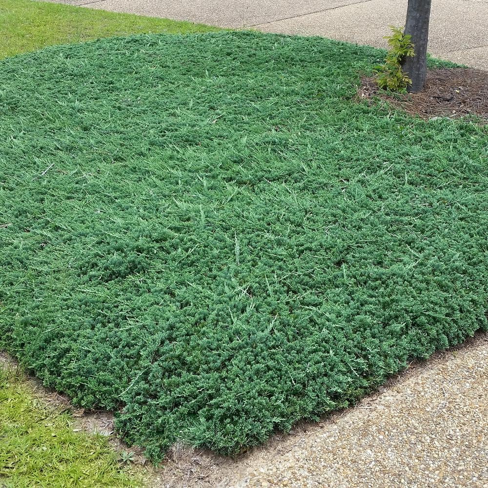 Blue Rug Juniper