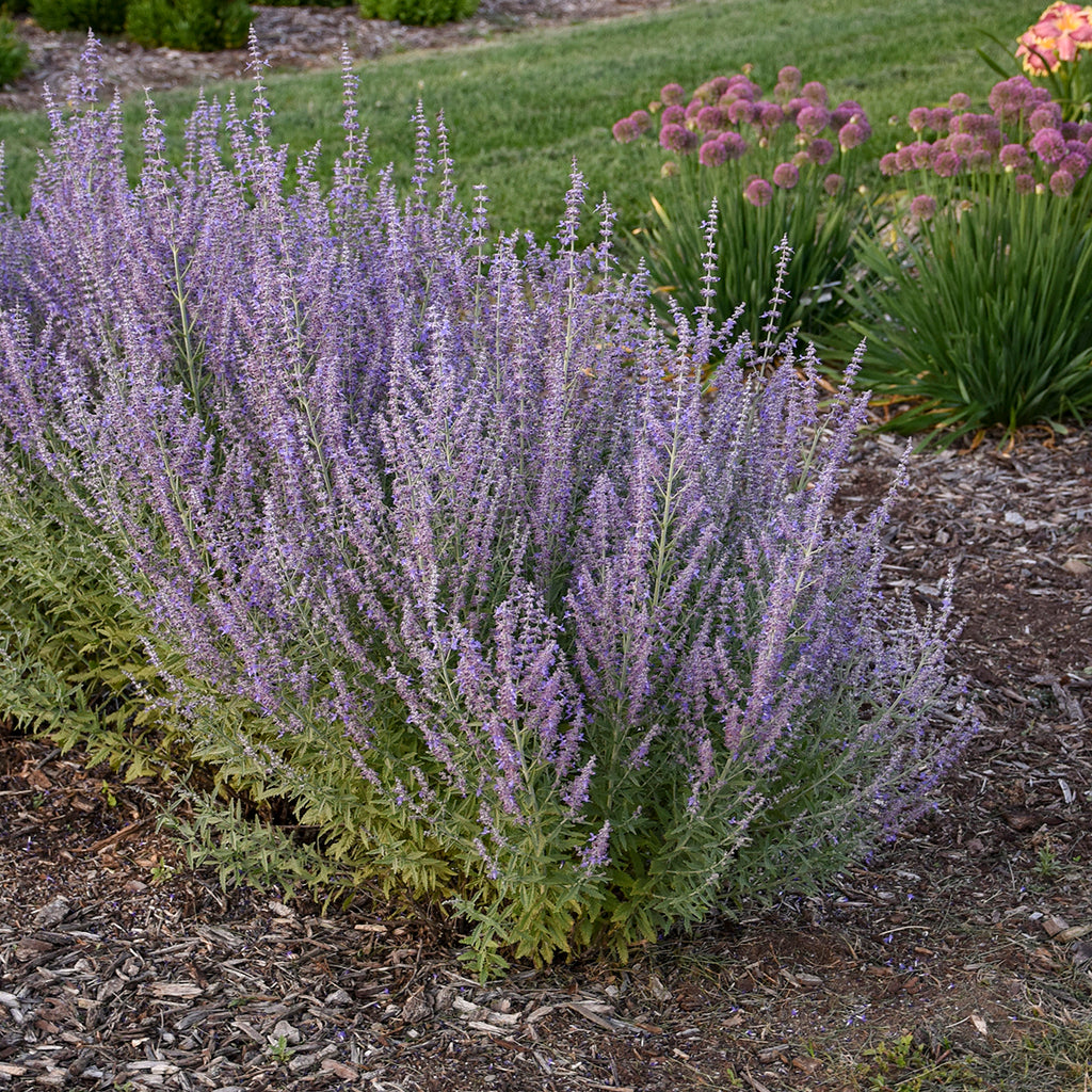 (1 Gallon) Russian Sage Perennial