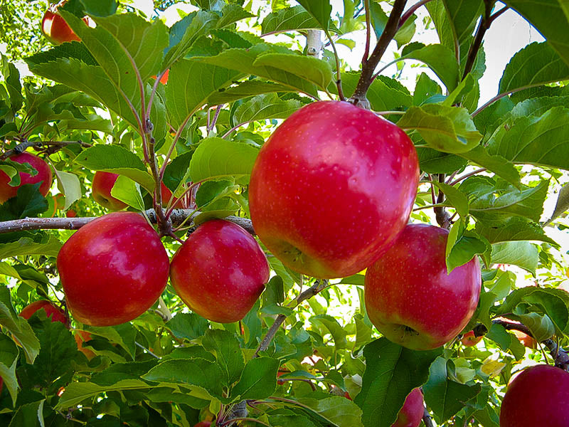 Pink Lady Apple Tree