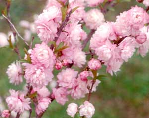 (1 Gallon) Pink Flowering Almond Shrub-Gorgeous Rows of Pink Flowers, Compact Shrub