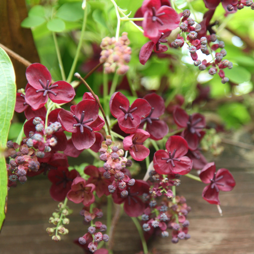 Chocolate Vine