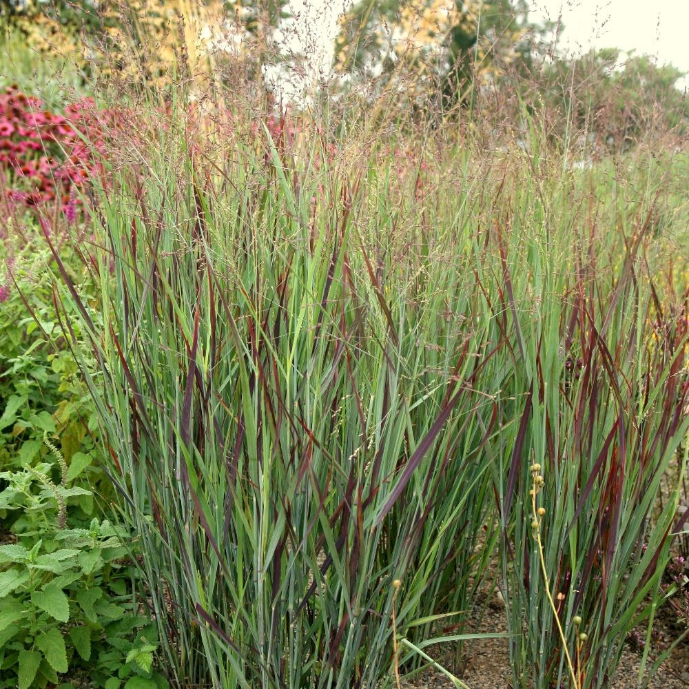 Switch Grass Panicum Virgatum