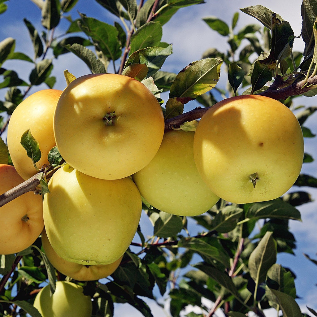 Dorsett Golden Apple Tree