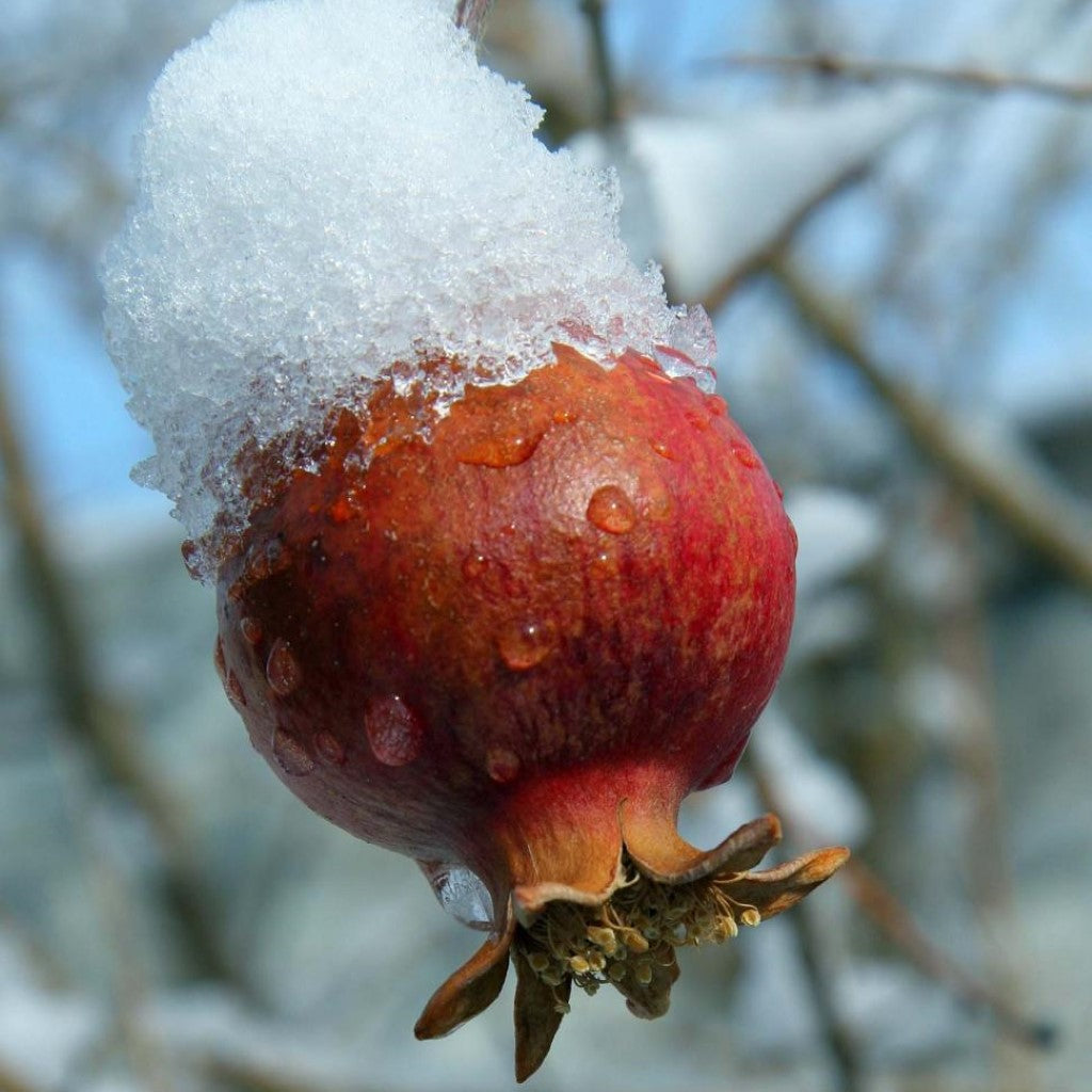 Cold Hardy Russian Pomegranate Tree