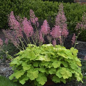 (1 Gallon) Heuchera Primo 'Pretty Pistachio' Ppaf Coral Bells, Alumroot