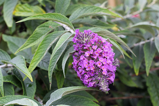 Buddleia 'Purple Haze' Lo & Behold