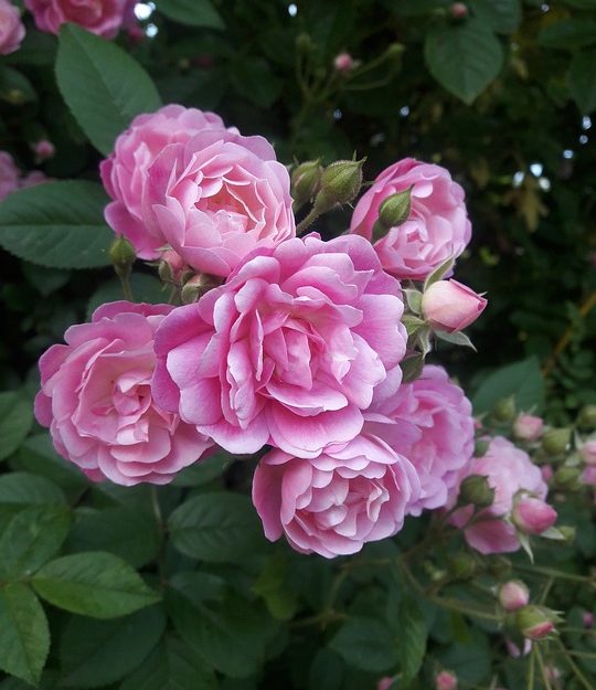 (3 Gallon) Queen Elizabeth Rose (Rosa)