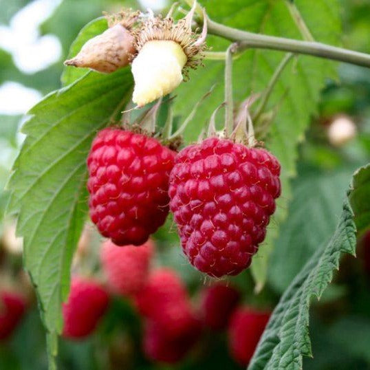 Heritage Raspberry