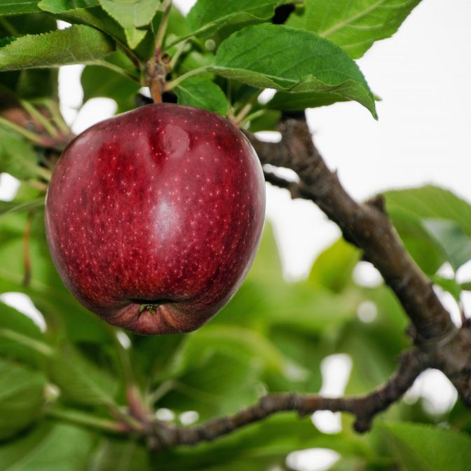 Red Delicious Apple Tree