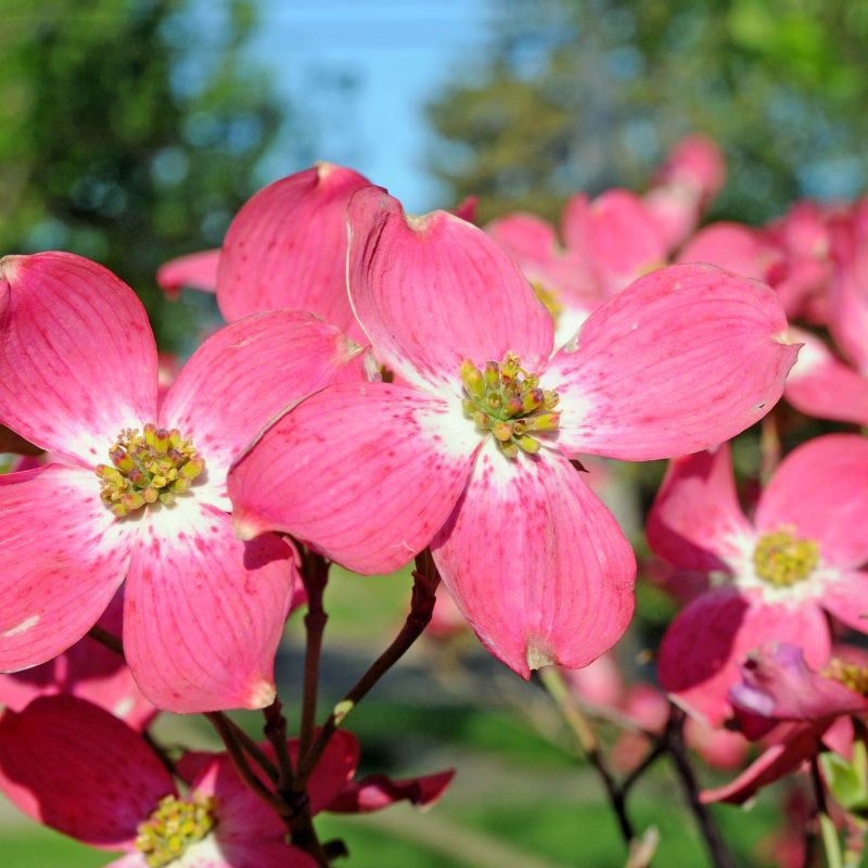 Red Dogwood Tree- Gorgeous Red Flowers In Spring, Vibrant Red Berries, Green Leaves Turn Crimson In Fall.