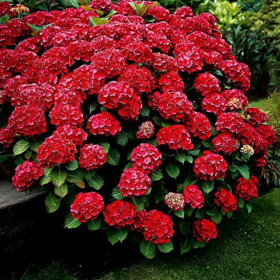 Red Hydrangea Shrub- Glorious Reddish Pink Blooms On a Compact Shrub. (Aka Cardinal Red Hydrangea)