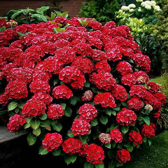 Hydrangea 'Red Sensation'