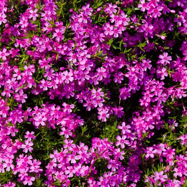 (1 Gallon) Red Wings Creeping Phlox Subulata