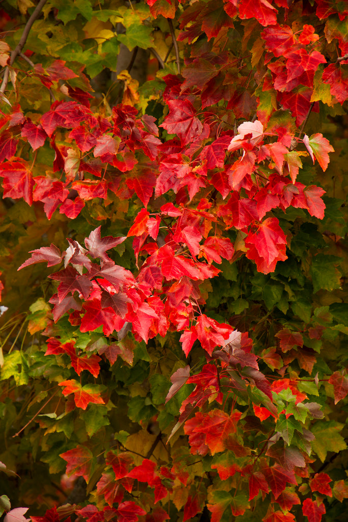 Acer Rubrum 'Franksred' Red Sunset