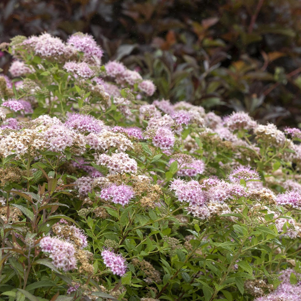 Little Princess Spirea