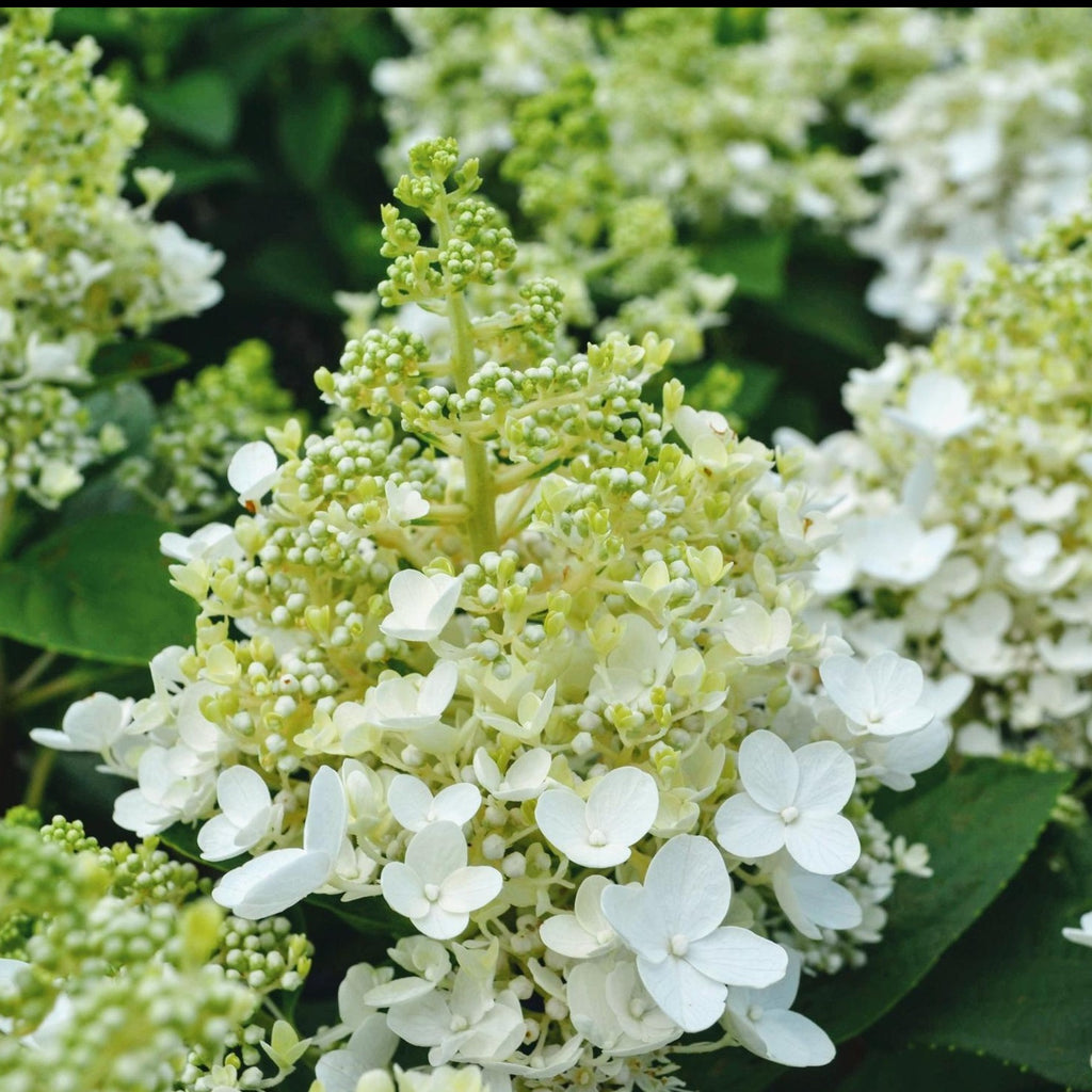 Hydrangea Baby Lace