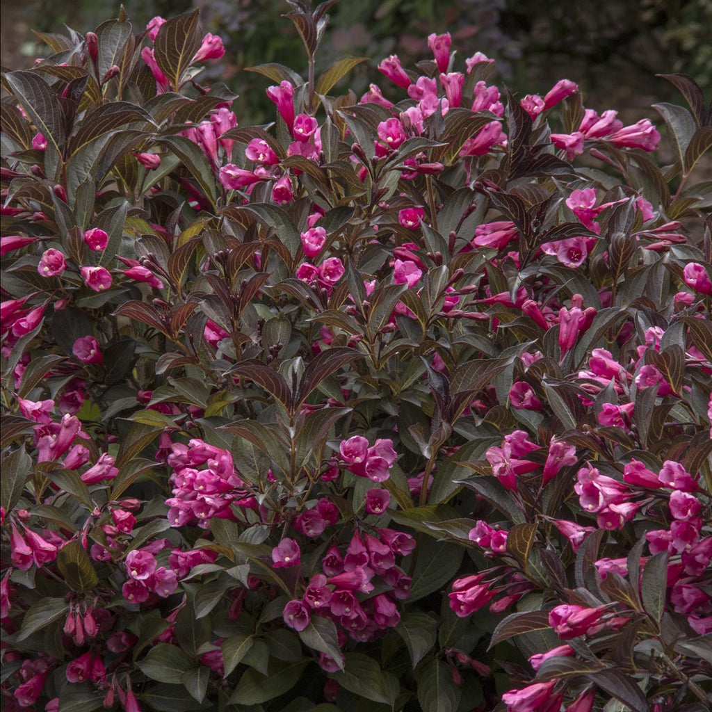 Wine & Roses Weigela