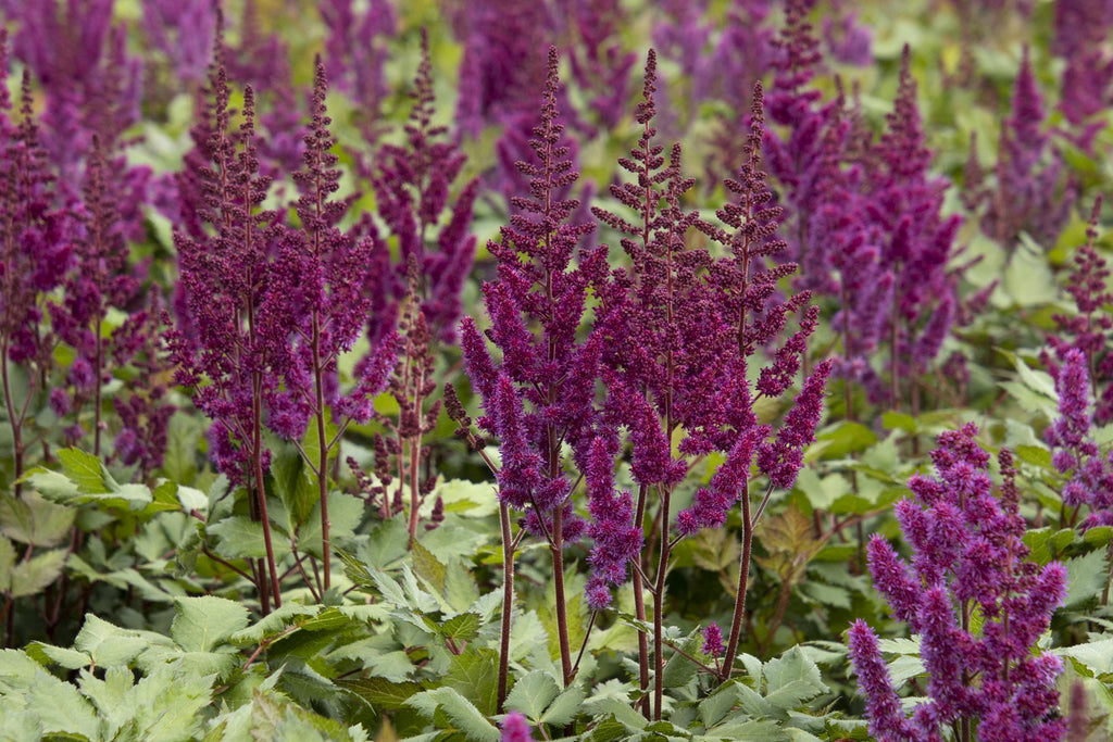 Vision In Red Astilbe