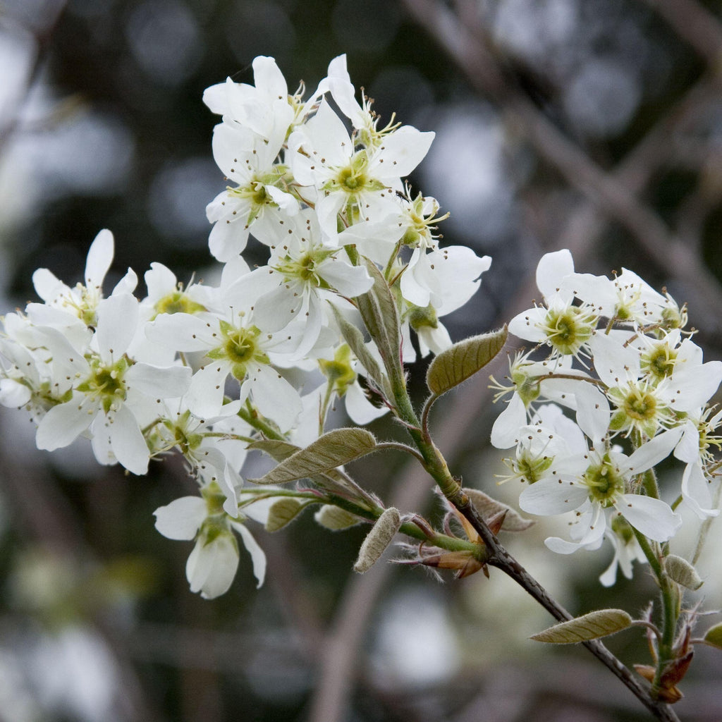 Autumn Brilliance Serviceberry