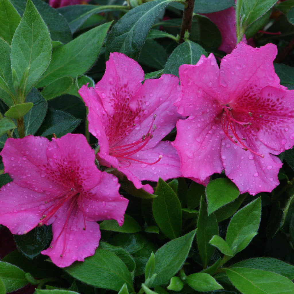 Southern Charm Azalea