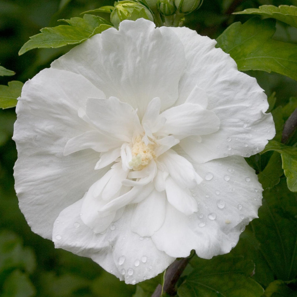 White Chiffon Hibiscus