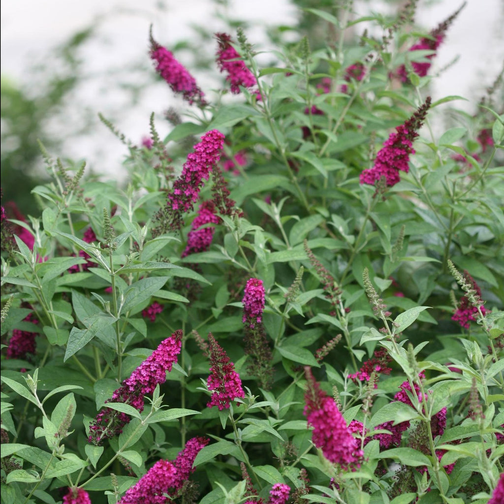 Miss Molly Butterfly Bush