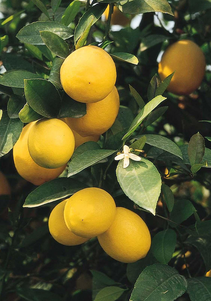 Meyer Lemon Tree