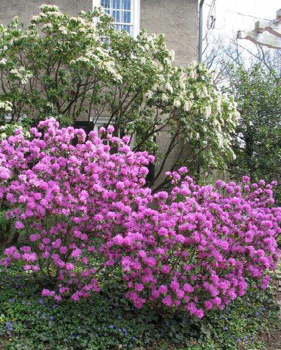 Olga Mezitt Rhododendron