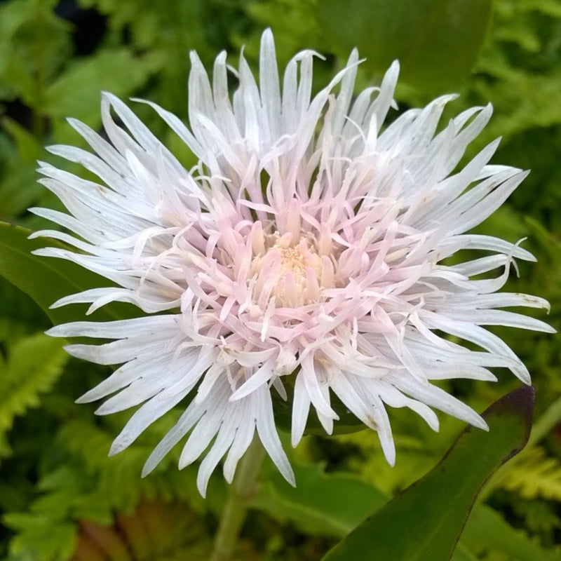 Alba White Stokes Aster