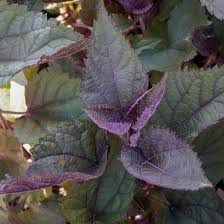 (1 Gallon) Eupatorium Rugosum Chocolate Leaf Snakeroot