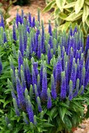 (10 Count Flat-4 Inch Pots) Veronica Spicata Royal Candles