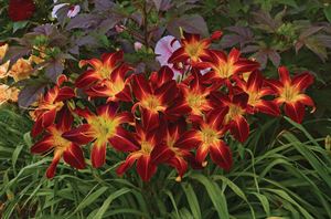 1 Gallon Pot: Hemerocallis Rainbow Rhythm 'Ruby Spider' Daylily