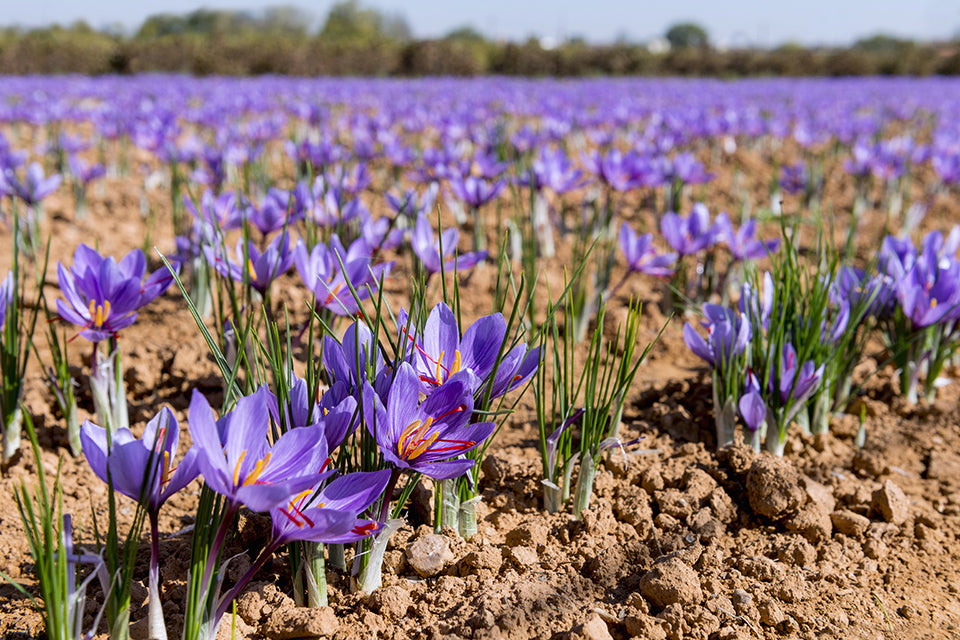 (1 Quart ) Saffron Spice Plant-Most Expensive Spice In The World. It Comes From The Saffron Crocus, Fall-Blooming, Purple Blooms