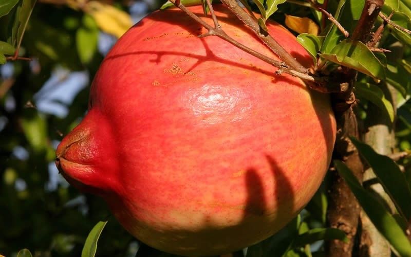 Parfianka Pomegranate-Highest Quality, Flavorful Pomegranate