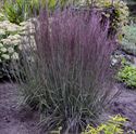 1 Gallon Pot: Grass: Schizachyrium Scoparium 'Blue Paradise' Little Bluestem Proven Winners® Pp281 Little Bluestem Grass