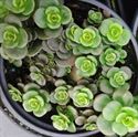 (10 Count Flat - 4.5 Inch Pots) Sedum Tetractinum Chinese Sedum