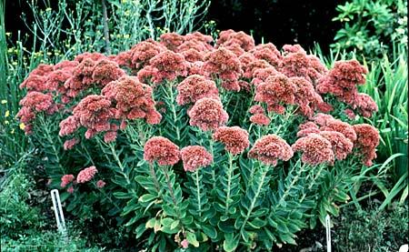 (1 Gallon) Sedum 'Autumn Joy', Saucer Like Clusters of Pink Flowers, Cold Hardy