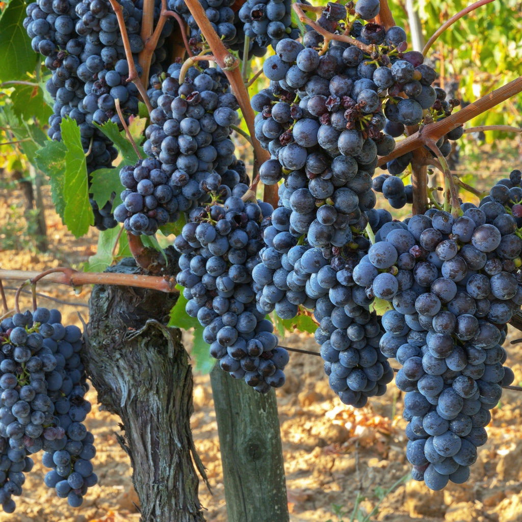 Jupiter Grapes